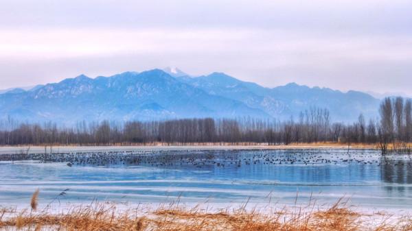延慶媯水河迎來千隻野鴨
