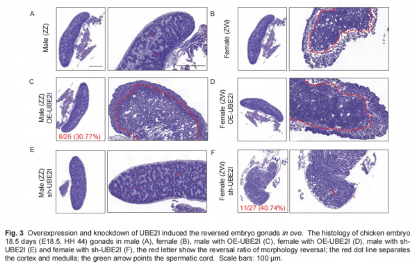 一個新的雌性特異表達基因UBE2I參與雞性別分化 一個新的雌性特異表達基因UBE2I參與雞性別分化