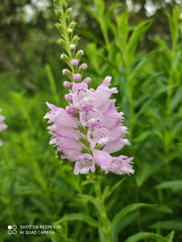秋天常見的60種花，最全花卉圖譜，收藏起來慢慢看