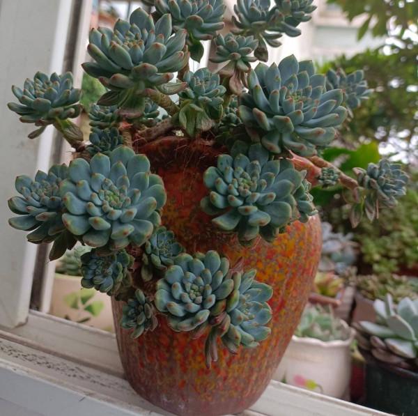 養多肉，有一點很關鍵，枝葉茁壯變老樁，顏色狀態都很贊