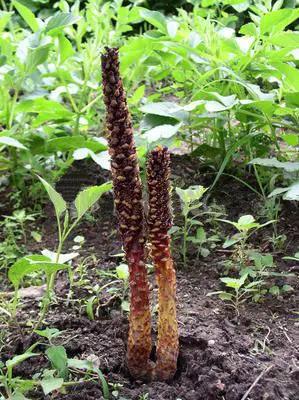 《百花集》（二百三十五）