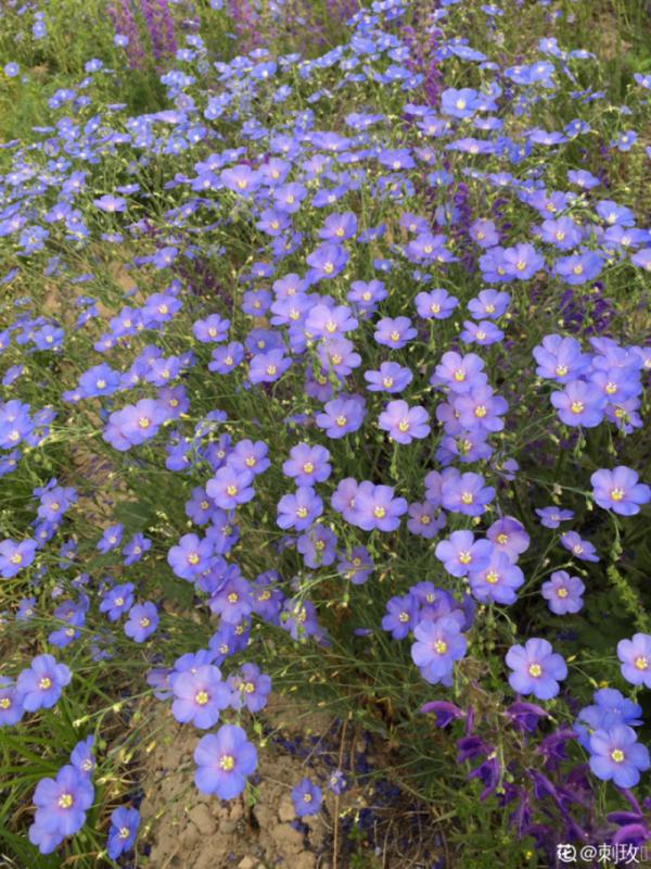 路邊的蒲公英，比拳頭還大，太可愛了