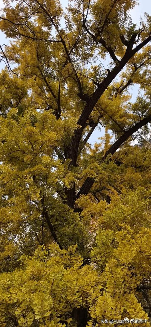 銀杏樹預告，天桂山銀杏，燦爛正當時