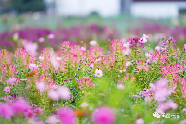 遇見開遠丨“醉”美魯冰花