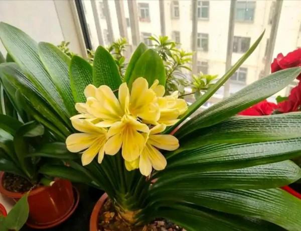 五種“旺宅花”，適合養客廳，一種比一種好養，一個比一個好看