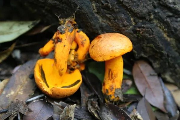 全球新物種,你見過嗎? 全球新物種,你見過嗎?