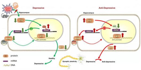 腦科學日報:國內團隊發現抑鬱症的潛在治療靶點 腦科學日報:國內團隊發現抑鬱症的潛在治療靶點
