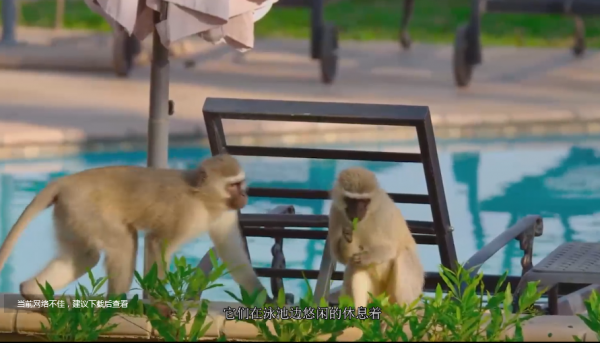 這就是2020年人們居家避疫，給大自然帶來的真實變化，值得深思