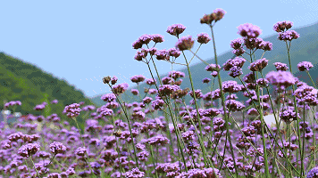【FENG景】豐臺金秋文化旅遊季——秋色滿園關不住,紫谷賞花正當時! 【FENG景】豐臺金秋文化旅遊季——秋色滿園關不住,紫谷賞花正當時!