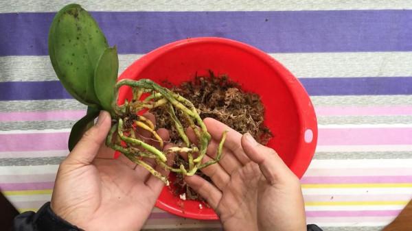 蘭花的根要怎麼養？做好這“5步”，蝴蝶蘭的根多又壯，年年開花