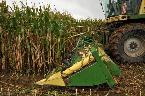 為什麼玉米收穫前不能削葉打頂，常用的促增產方法有哪些？