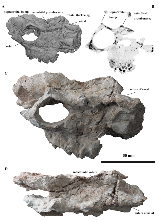 爭奪配偶的武器？角，為它們的多樣性增加提供了機遇