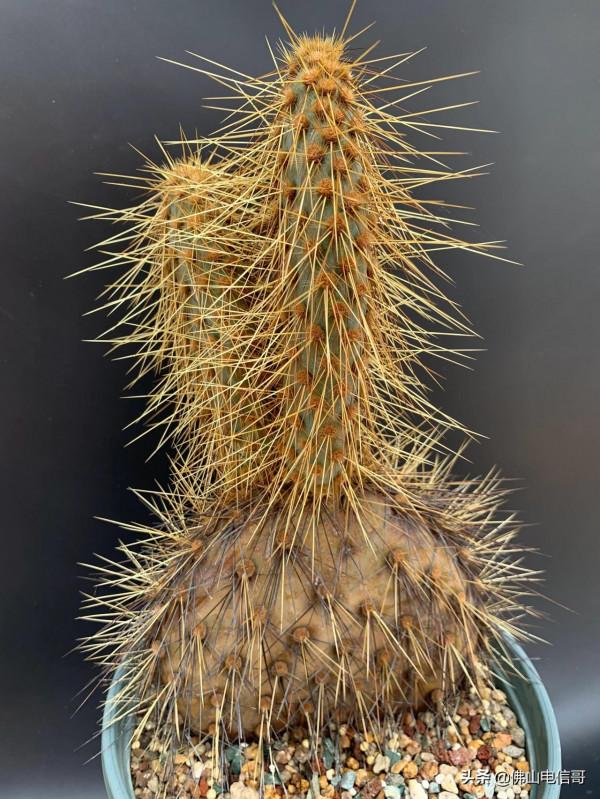 金光閃閃的仙人掌