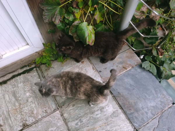 做你的影子,好不好? 做你的影子,好不好?