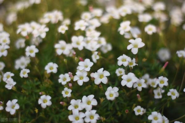 傳說四葉草每一片葉子代表不同的意思，都是人生中夢寐以求的東西