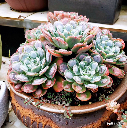 不要嫌棄雨滴醜,雨滴養得好,既能上色出狀態,也能爆盆 不要嫌棄雨滴醜,雨滴養得好,既能上色出狀態,也能爆盆