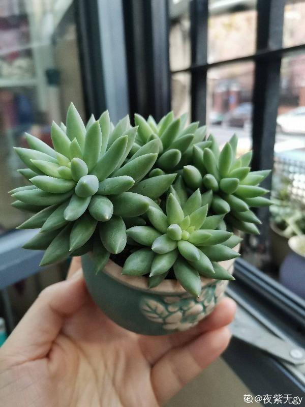 人氣超高的景天科多肉,選得好也要養得好,網友:太美了 人氣超高的景天科多肉,選得好也要養得好,網友:太美了