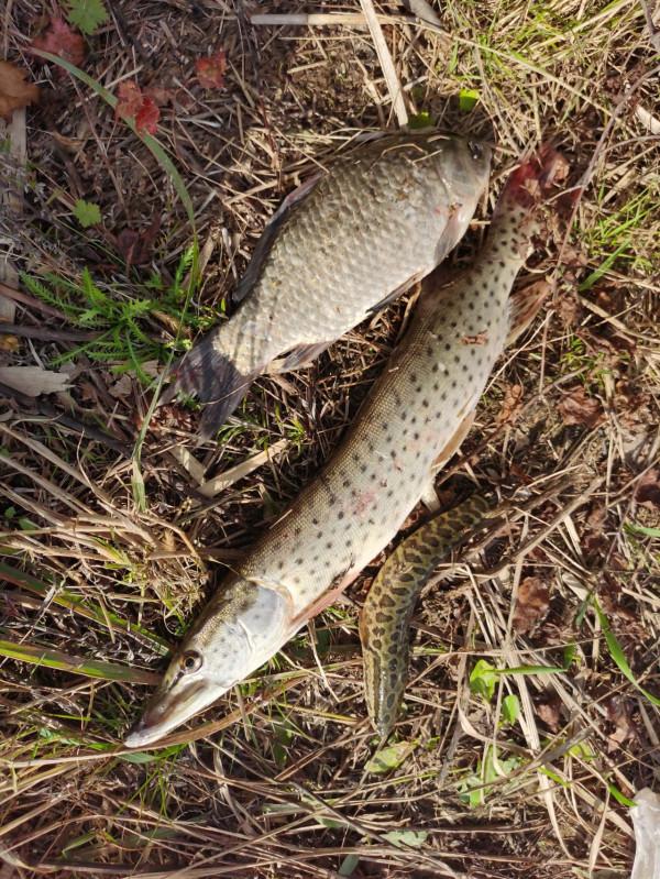 我本來想著搶在洪峰前釣釣魚，沒成想差點沒走出來……