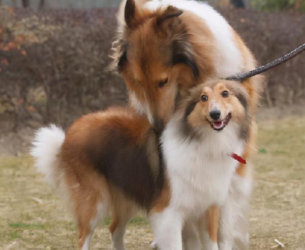 狗界“雙胞胎”:同框合影,傻傻分不清楚 狗界“雙胞胎”:同框合影,傻傻分不清楚