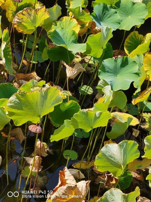 青未了/早上練練八段錦