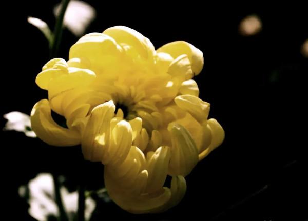 有福同享,有肉你長 有福同享,有肉你長