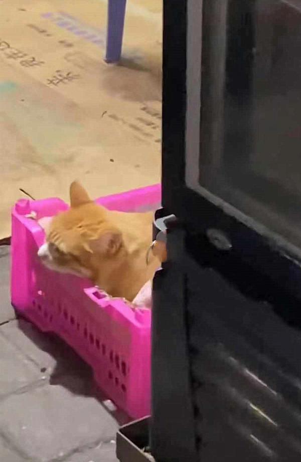 回家路上看見一隻橘貓，鏡頭拉近後都愣住了：這是奶奶喂大的嗎？