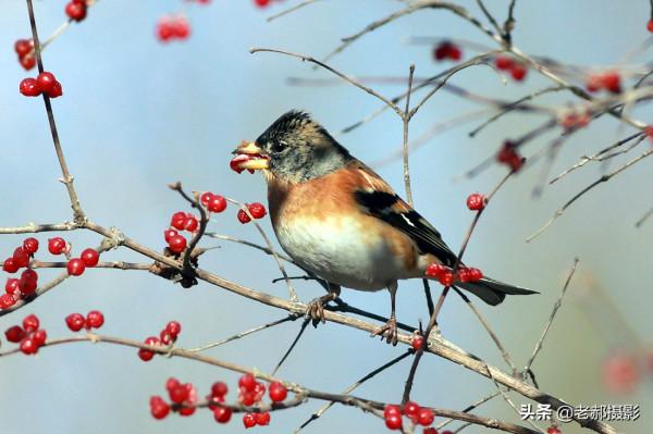 燕雀進京吃大餐 燕雀進京吃大餐