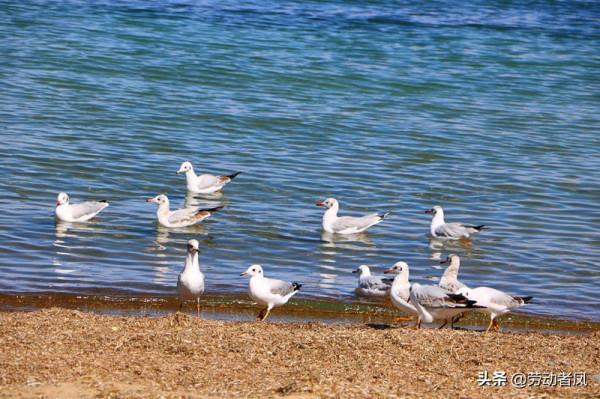 大唐小唐歷險記—遇見班公湖,水天一色自然好風光 大唐小唐歷險記—遇見班公湖,水天一色自然好風光