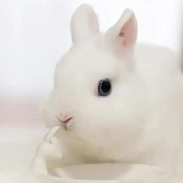 軟糯可愛的小兔兔，毛絨絨治癒力超強