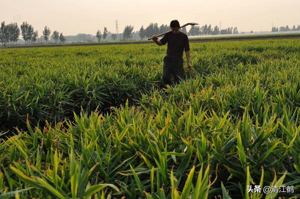 生薑種子窖藏:不凍不腐保溫保溼,翌年播種發芽率95%以上 生薑種子窖藏:不凍不腐保溫保溼,翌年播種發芽率95%以上