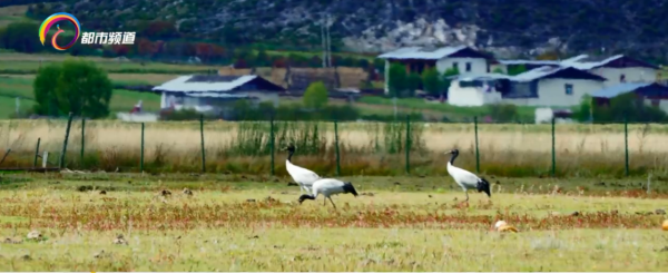 黑頸鶴飛臨香格里拉納帕海越冬