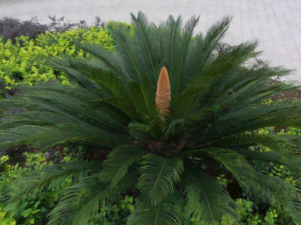 路邊的“鐵樹”會開花嗎？多曬太陽勤施肥，養到開花沒問題