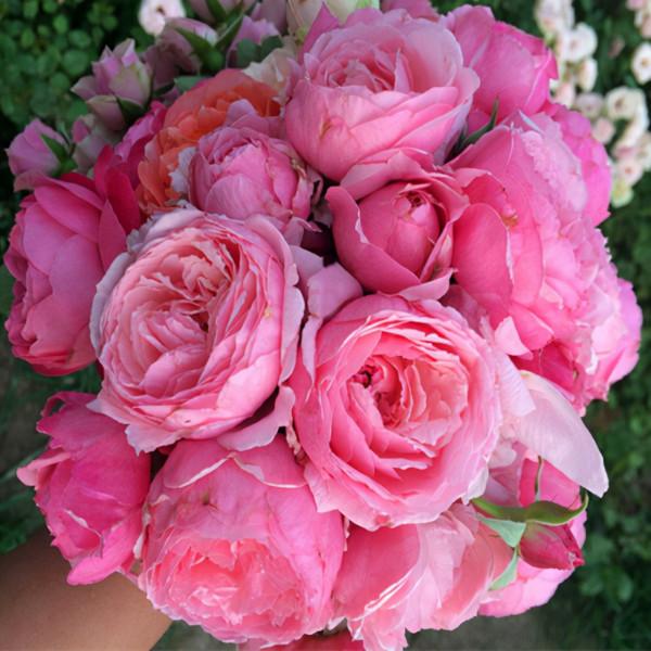 九種洋氣花，名字很“難聽”，建議別嫌棄，養好了也能美出天際