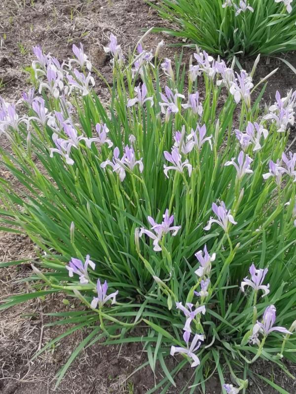 溼地盛開的燕子花