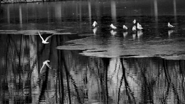 《冬日裡的鏡頭》之三：精靈鷗寶篇