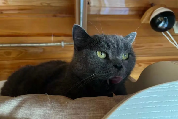 《論“肚腩”對小貓咪的重要性》