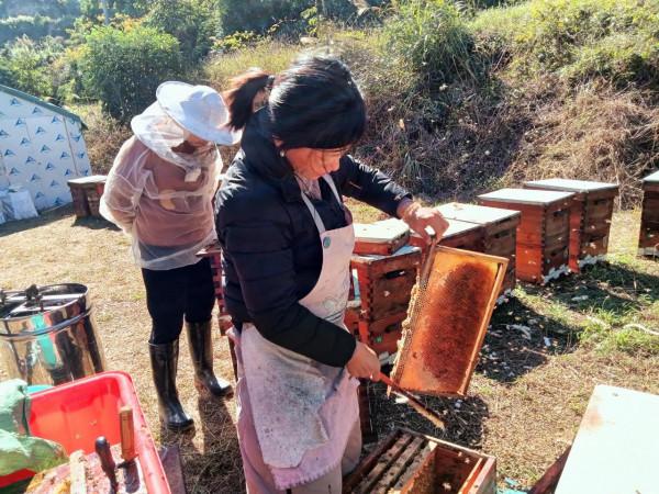 與義大利蜜蜂的一次親密接觸 與義大利蜜蜂的一次親密接觸