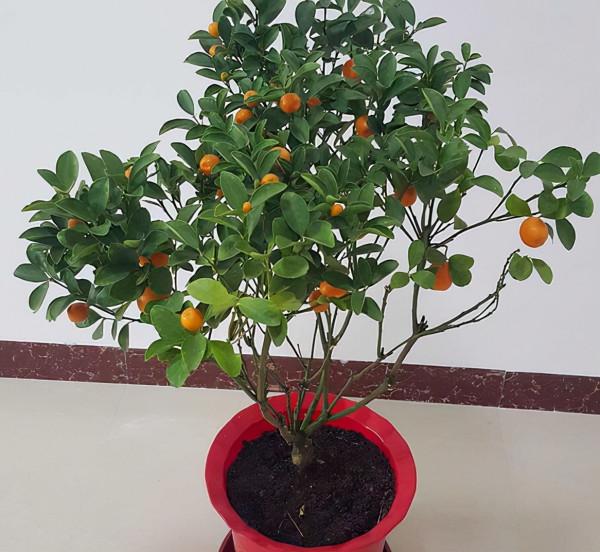 家裡養盆“吉祥果”,學會“這4招”,葉片翠綠,金黃果子滿枝頭 家裡養盆“吉祥果”,學會“這4招”,葉片翠綠,金黃果子滿枝頭