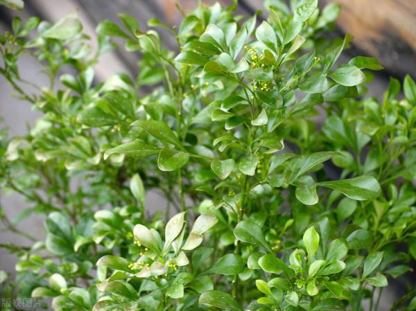 秋花好評排行榜出爐:月季沒上榜,三角梅跌出前三 秋花好評排行榜出爐:月季沒上榜,三角梅跌出前三