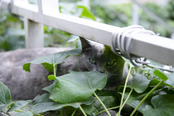 做你的影子,好不好? 做你的影子,好不好?