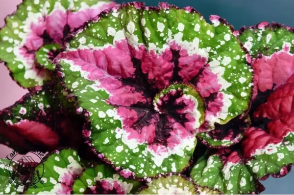 多“熱”才能叫“熱植”？