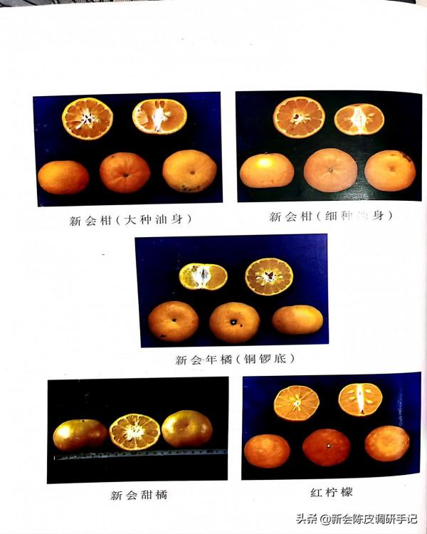 “耕地紅線”下的新會陳皮,是否需設立新會柑“保育區”? “耕地紅線”下的新會陳皮,是否需設立新會柑“保育區”?