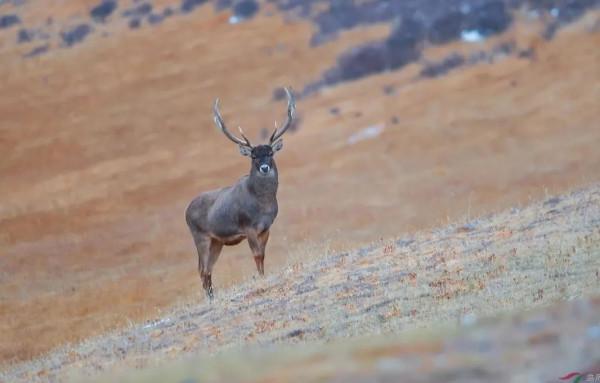 國家一級保護動物——白唇鹿