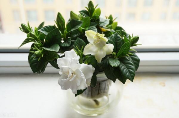 果皮發酵水不可亂用，掌握正確的使用方法和注意事項才行