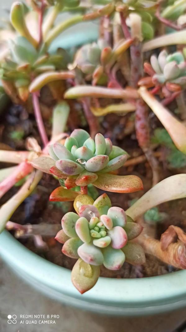 度過夏天的多肉，都是堅強的肉肉