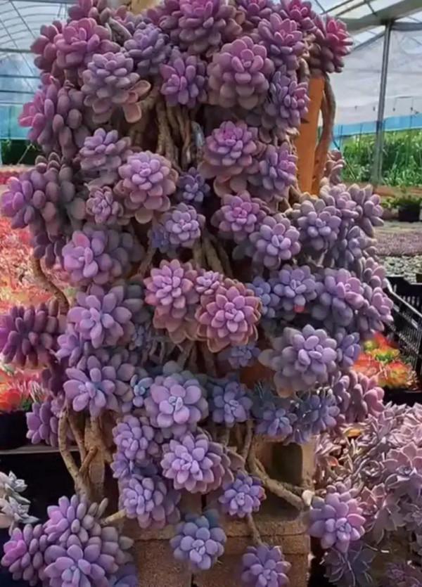 分享圖片，可愛的多肉們，收藏了