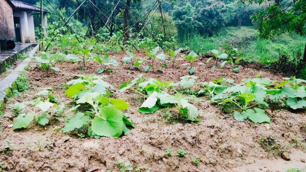 農村自留地是一種怎樣的存在？一文讓你看懂自留地的前世今生