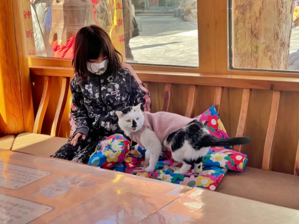 小貓咪都是怎樣&OpenCurlyDoubleQuote;爭寵&rdquo;的？