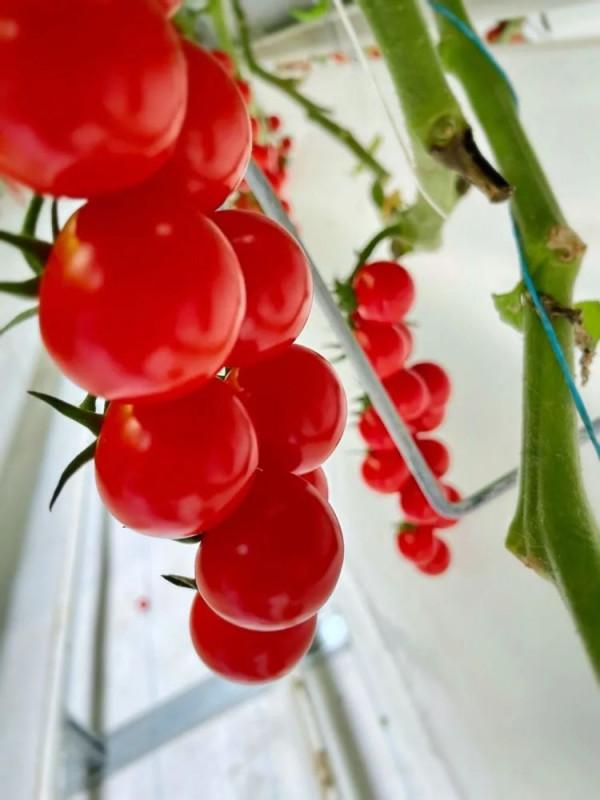 佔地9萬平方米投資2.1億的“豪橫”大棚,番茄長到20米,你見過嗎 佔地9萬平方米投資2.1億的“豪橫”大棚,番茄長到20米,你見過嗎