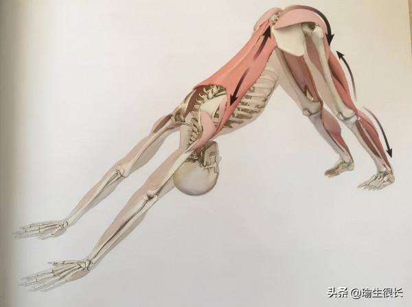 練瑜伽,下犬很重要,那為什麼要練下犬你知道嗎? 練瑜伽,下犬很重要,那為什麼要練下犬你知道嗎?